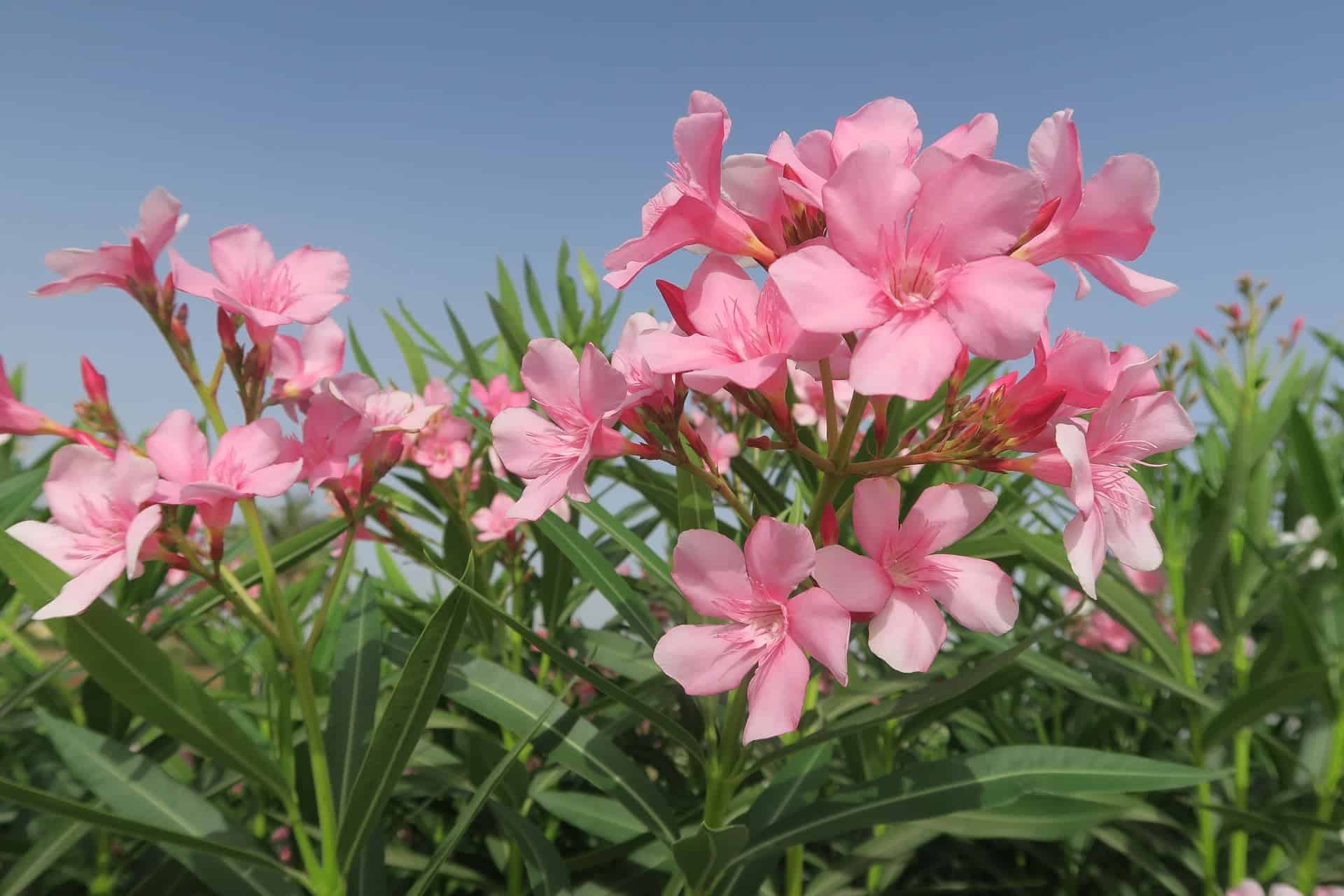 Oleander ist für Hunde giftig /pixabay (Konevi)