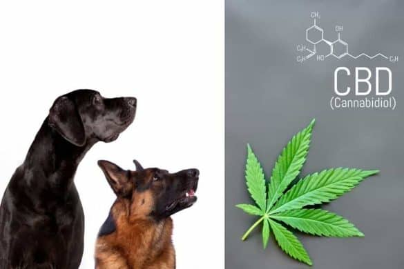 CBD Hund, Die Hundezeitung, Zwei Hunde und daneben eine Hanfpflanze/Cannabidiol mit Schriftzug und Chemie