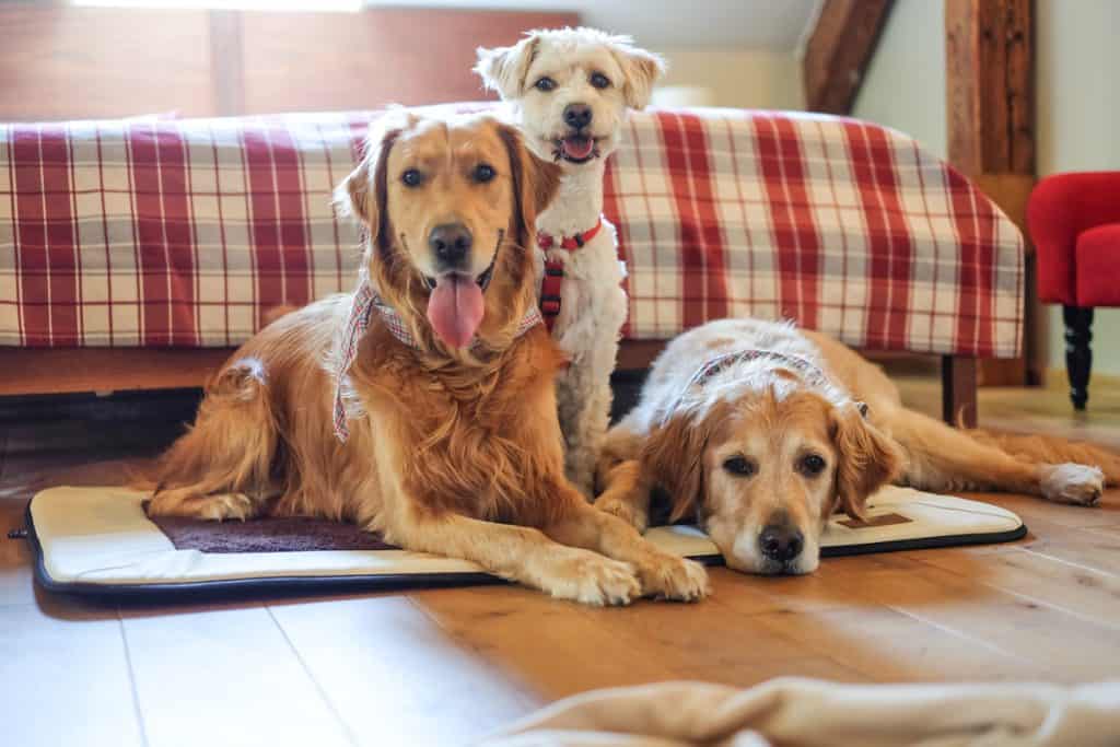 Drei Hunde sitzen vor einem Bett auf einer Hundematte.