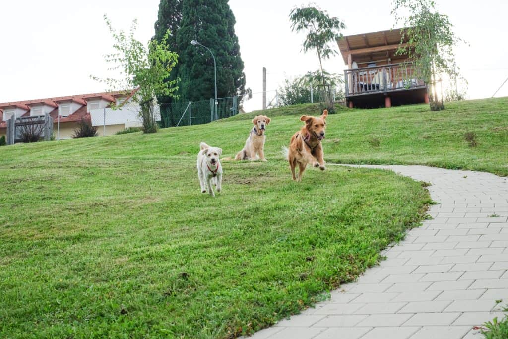 3 Hunde laufen über eine Wiese