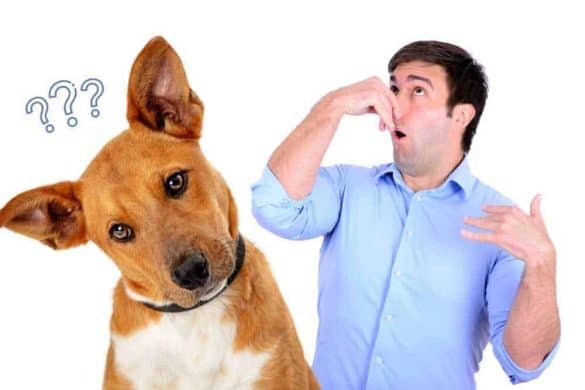 Ein Mann hält sich die Nase zu, im Vordergrund ist ein Hund mit fragendem Blick.