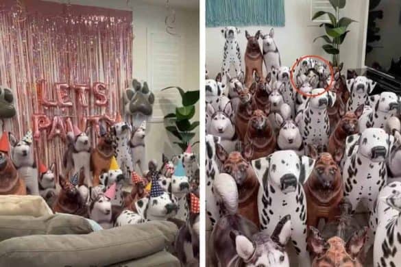 Auf zwei Bildern sind eine Armee aufblasbarer Hunde zu sehen. Dazwischen hat sich auch ein echter Hund versteckt!