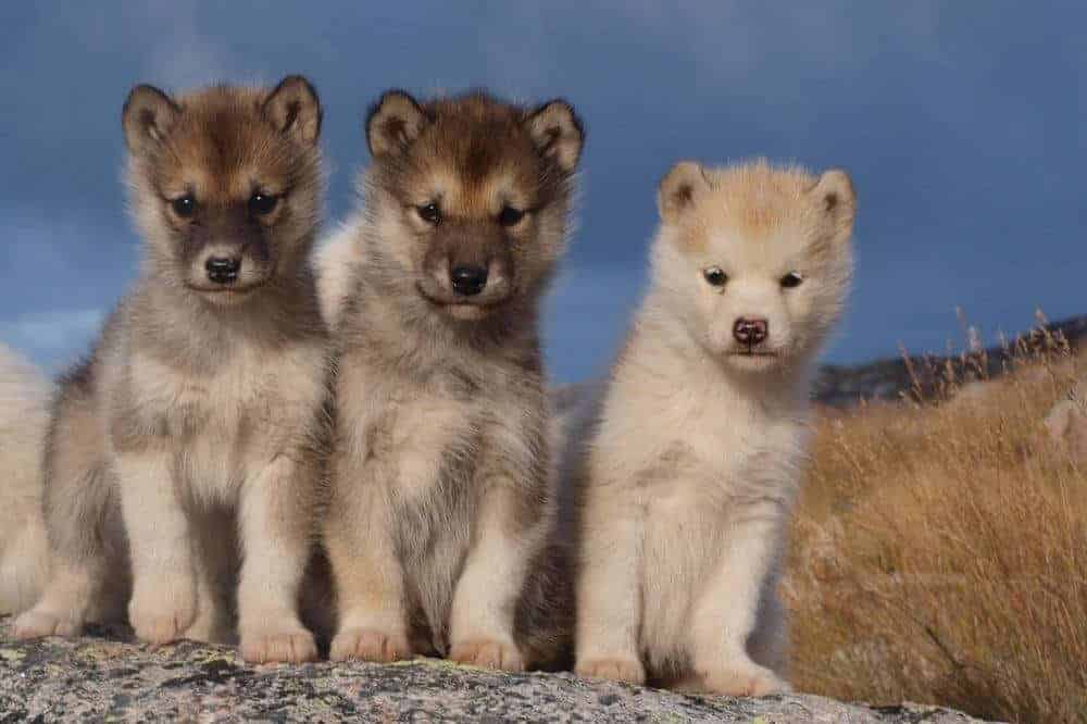 Drei Grönlandhund-Welpen schauen neugierig in die Kamera.
