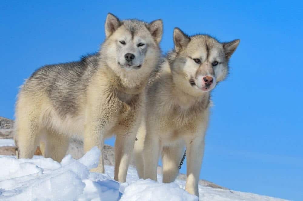 Zwei Grönlandhunde stehen im Schnee.