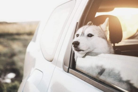 Ein Hund schaut aus dem offenen Fenster einer Autotür heraus,