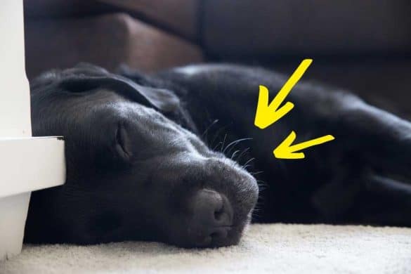Ein Hund liegt schlafend auf dem Bden, zwei gelbe Pfeile zeigen auf die Vibrissen.