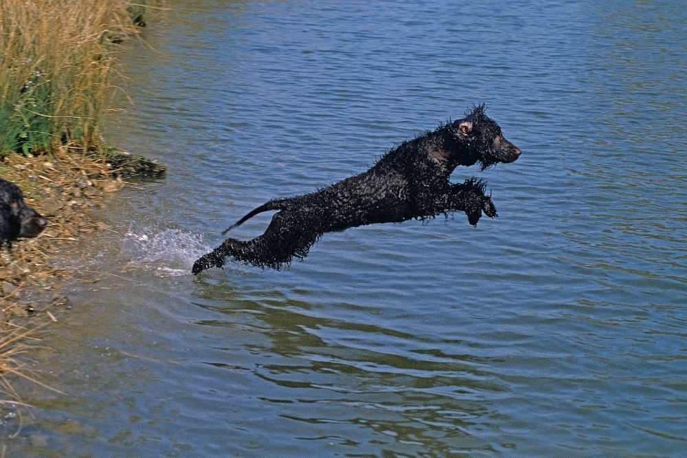 Ein Irish Water Spaniel springt ins Wasser.