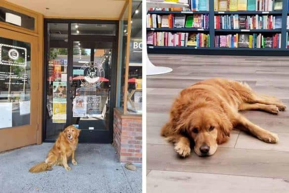 Links posiert Golden Retriever Ruby vor dem Buchladen, rechts liegt sie im Geschäft auf dem Boden.