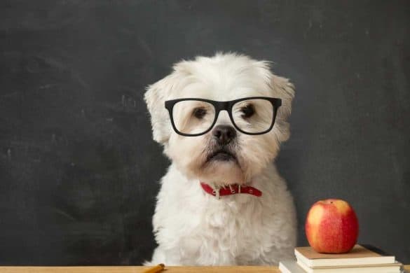 Ein Hund mit Brille sitzt vor einer Schultafel.