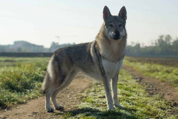 Ein Tschechoslowakischer WOlfhund steht auf einem Feldweg.