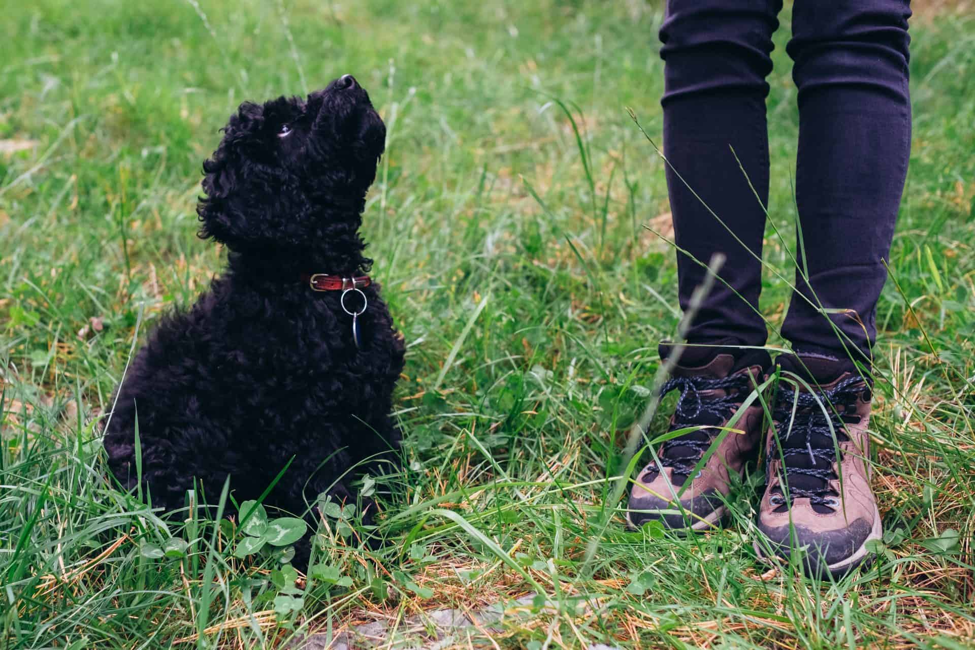 Kleiner schwarzer Hund sitz auf einer Wiese und daneben steht eine Frau in Wanderschuhen.