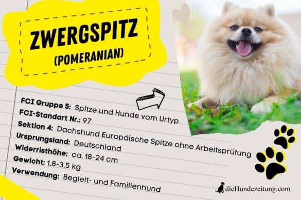 FCI Klassifizierung Zwerspitz/Pomeranian