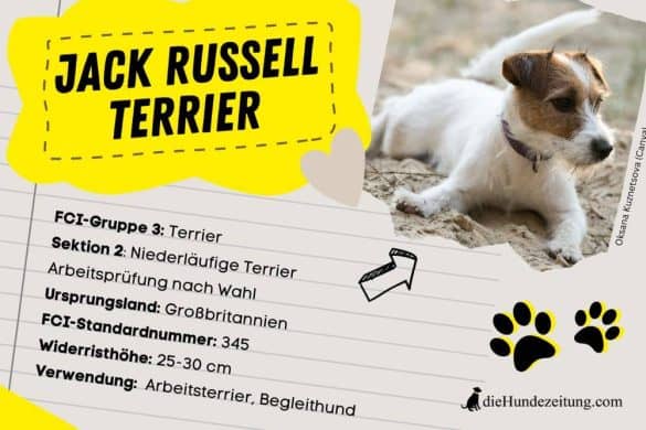 Fci Klassifizierung Jack Russel Terrier