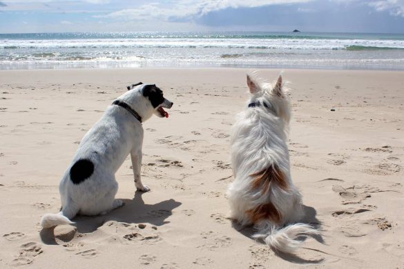 Mit dem Hund nach Korsika, zwei Hunde am Strand. /Foto: Annerley Hub pixabay