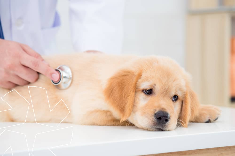 Hundeversicherung gegen finanzielle Belastungen. Welpe wird von Tierarzt untersucht. /Foto: Adobe Stock