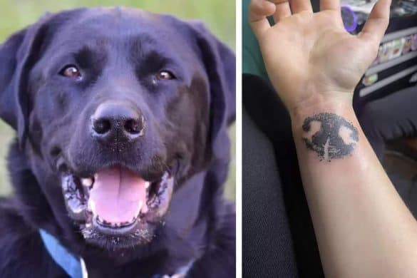 Links ist Hund bear zu sehen, rechts das Tattoo seines Schnauzenabdrucks.