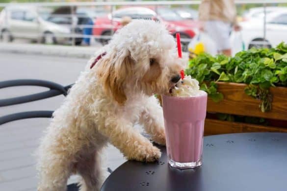 Ein Hund sitzt in einem Cafe für Hunde und leckt am Schlag auf einem Milchshake.