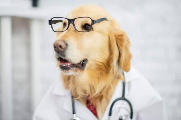 Ein Hund im Arztkittel repräsentiert den Therapiehund Luca in Augsburg.