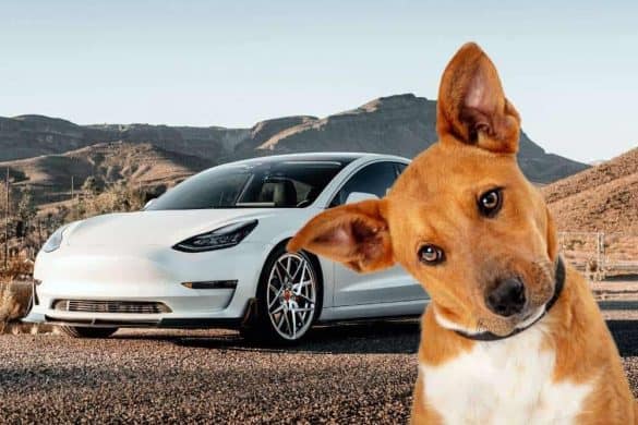 Ein Hund mit schiefgelegtem Kopf vor einem Tesla.