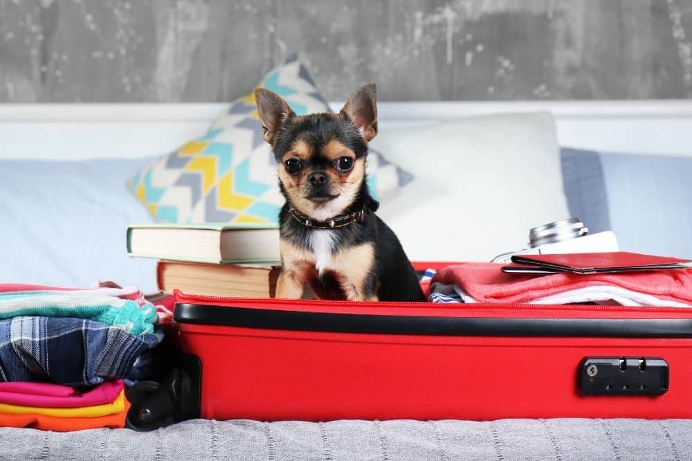 Ein Hund sitzt in einem Koffer, bereit zur Einreise in die USA.