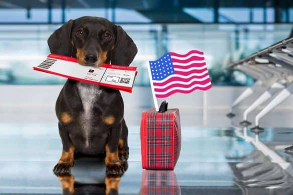 Ein Hund mit Visum im Maul steht am Flughafen mit einer Flagge der USA, bereit zur Einreise.