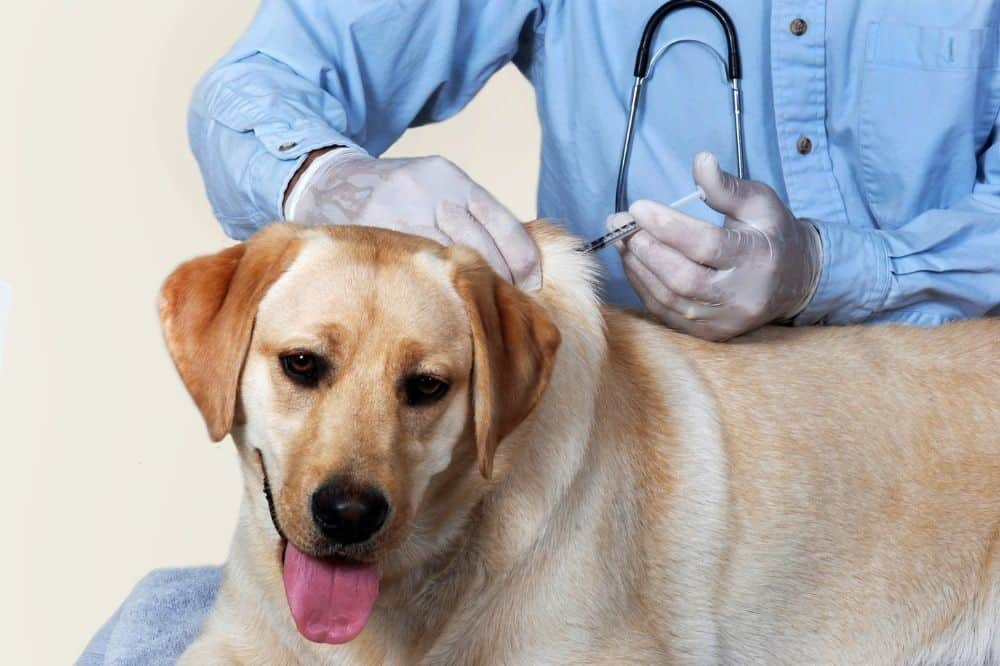 Ein Hund wird vor der Einreise in die USA geimpft.