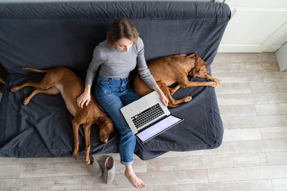 Zwei Hunde liegen auf der Couch und in der Mitte sitzt eine Frau mit Laptop.