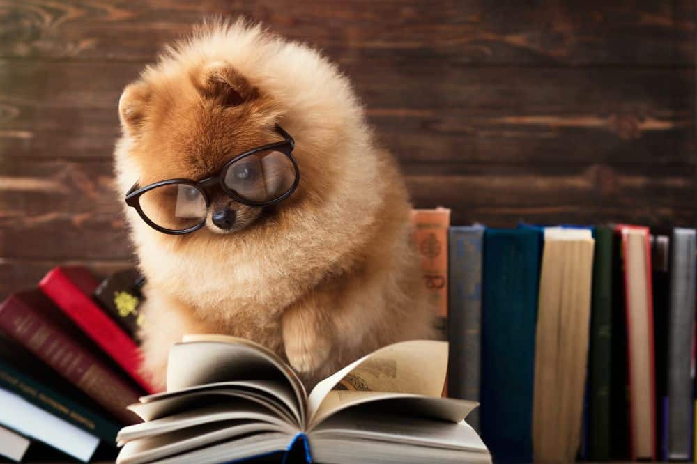 Ein Zwergspitz liest ein Buch und trägt eine Brille. 