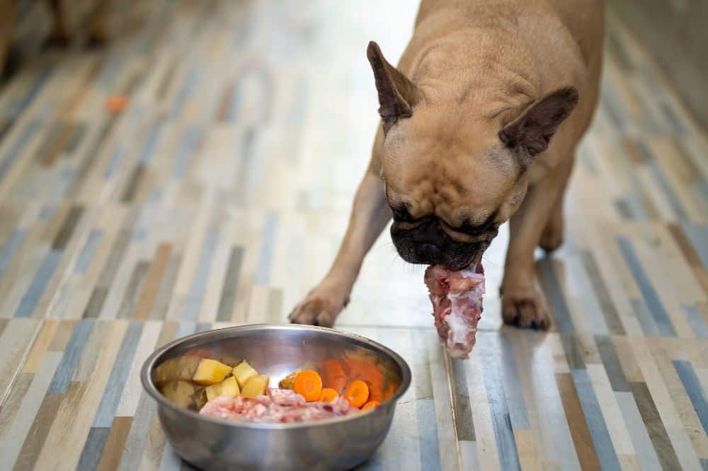Eine Französische Bulldogge nascht aus einem Napf mit Nahrungsergänzung beim Barfen.