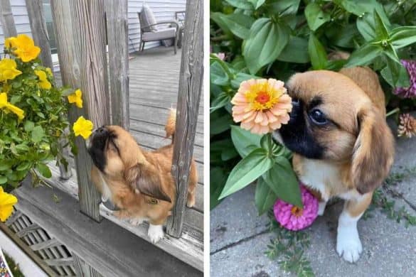 Hund Finn, wie er an Blumen schnüffelt.