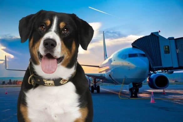 Ein Hund vor einem Flugzeug am Flughafen.