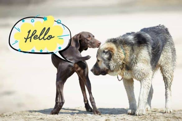 Ein Hund will einem anderen am Hinterteil schnüffeln, wo eine Sprechblase mit "Hallo" aufsteigt.