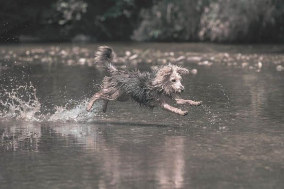 Ein Hund springt durch die seichten Wasser der Leitha.