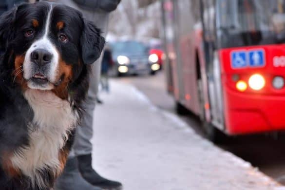 Ein Berner Sennenhund vor einem hernafahrenden Bus.