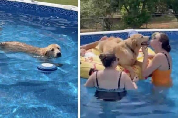 Der Golden Retriever treibt im Pool und bekommt ein Küsschen von einem der Badegäste.