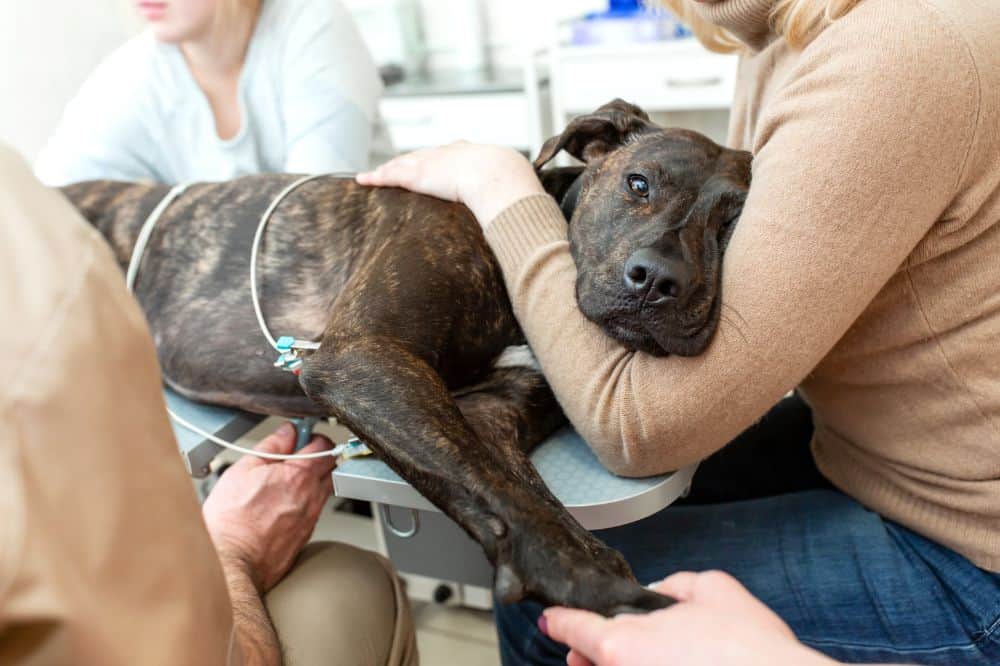 Ein Hund liegt auf dem Untersuchungstisch eines Tierarztes.
