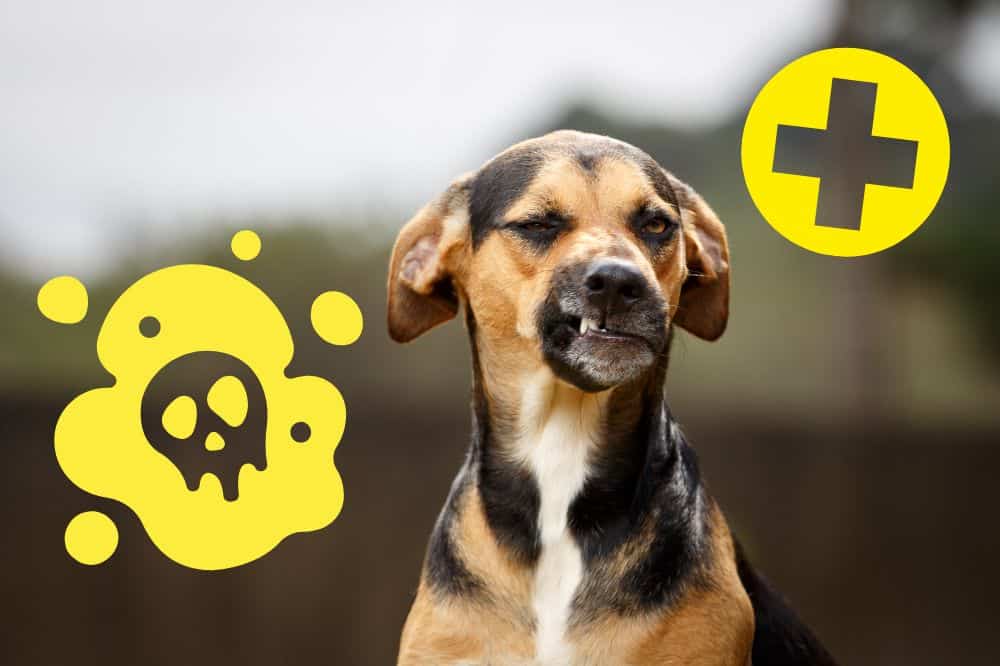 Richtig giftig Guide zur Vergiftung beim Hund