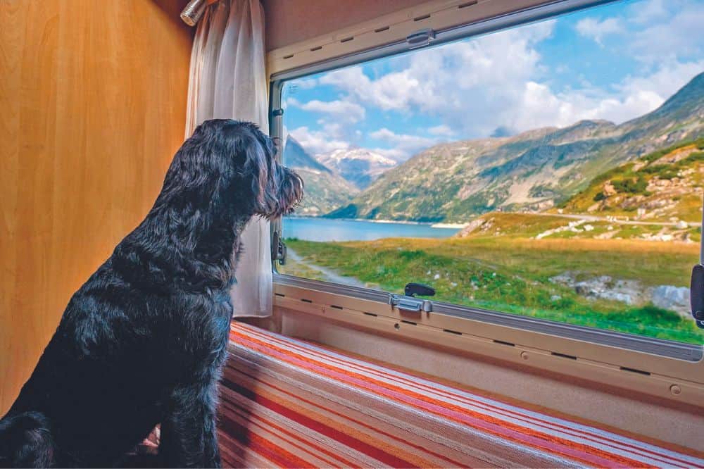 Hund sitz im Inneren eines Campingwagens und sieht beim Fenster raus auf eine Berg- und Seelandschaft.