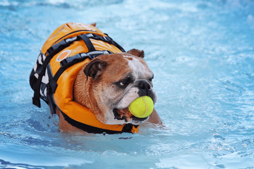 Englische Bulldogge hat eine Schwimmweste an und einen Tennisball im Maul.