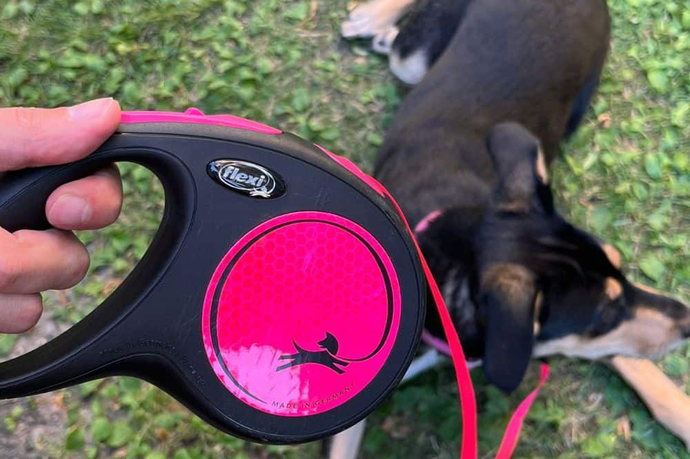 Lumi mit Dogs Creek Halsband und Flexileine in Pink.