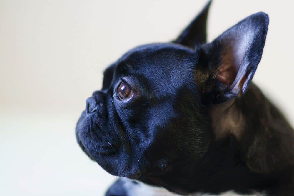 Profil einer Französischen Bulldogge.