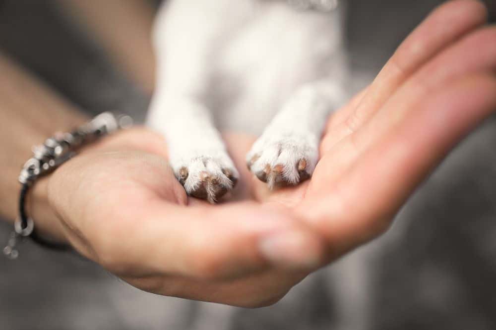 Hund haltet beide Pfoten in die Hand eines Menschen.