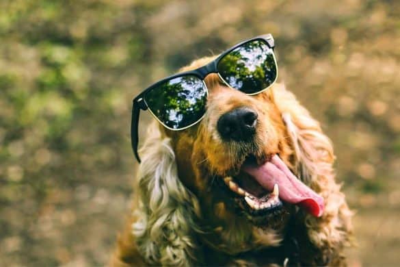 Petfluencer: Hat mein Hund das Zeug zum Influencer?, Hund cool mit Sonnenbrille /Foto: Canva