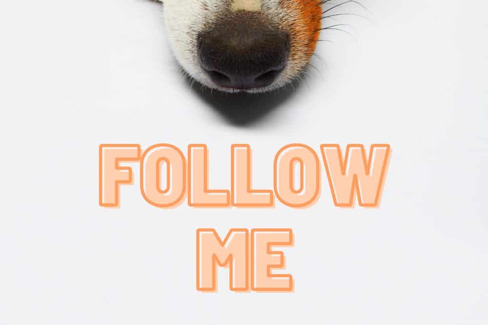 Follow me: Petfluencer haben viele Follower in den sozialen Medien. /Foto: Canva