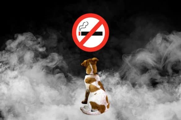 Snus statt Zigarette: Hund sitzt im Rauch vor einem Rauchen verboten Zeichen. /Foto: Canva