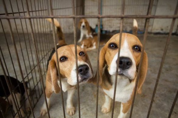 Mehrere junge Beagles sitzen in einem Zwinger.