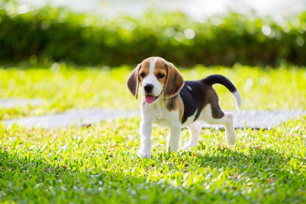 Ein Beagle-Welpe auf einer grünen Wiese.