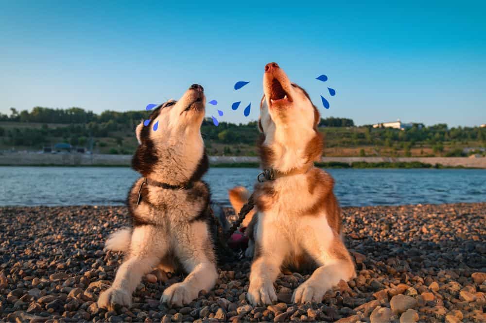 Weinen Hunde Huskys vor Flusshintergrund.