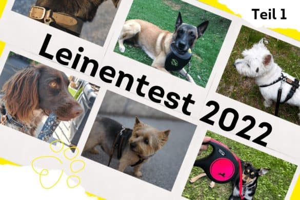 Eine Collage von Fotos der Hundezeitung-Redaktion Hunde. In der Mitte befindet sich ein Schriftzug mit Leinentest 2022 Teil 1.