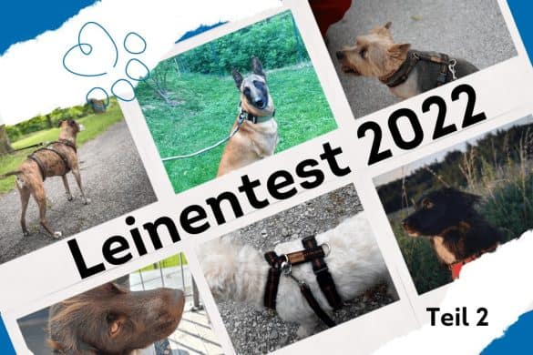Eine Collage von Fotos der Hundezeitung-Redaktion Hunde. In der Mitte befindet sich ein Schriftzug mit Leinentest 2022 Teil 2..
